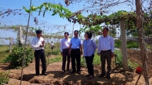 japans ngo builds vegetable processing facility in ben tre